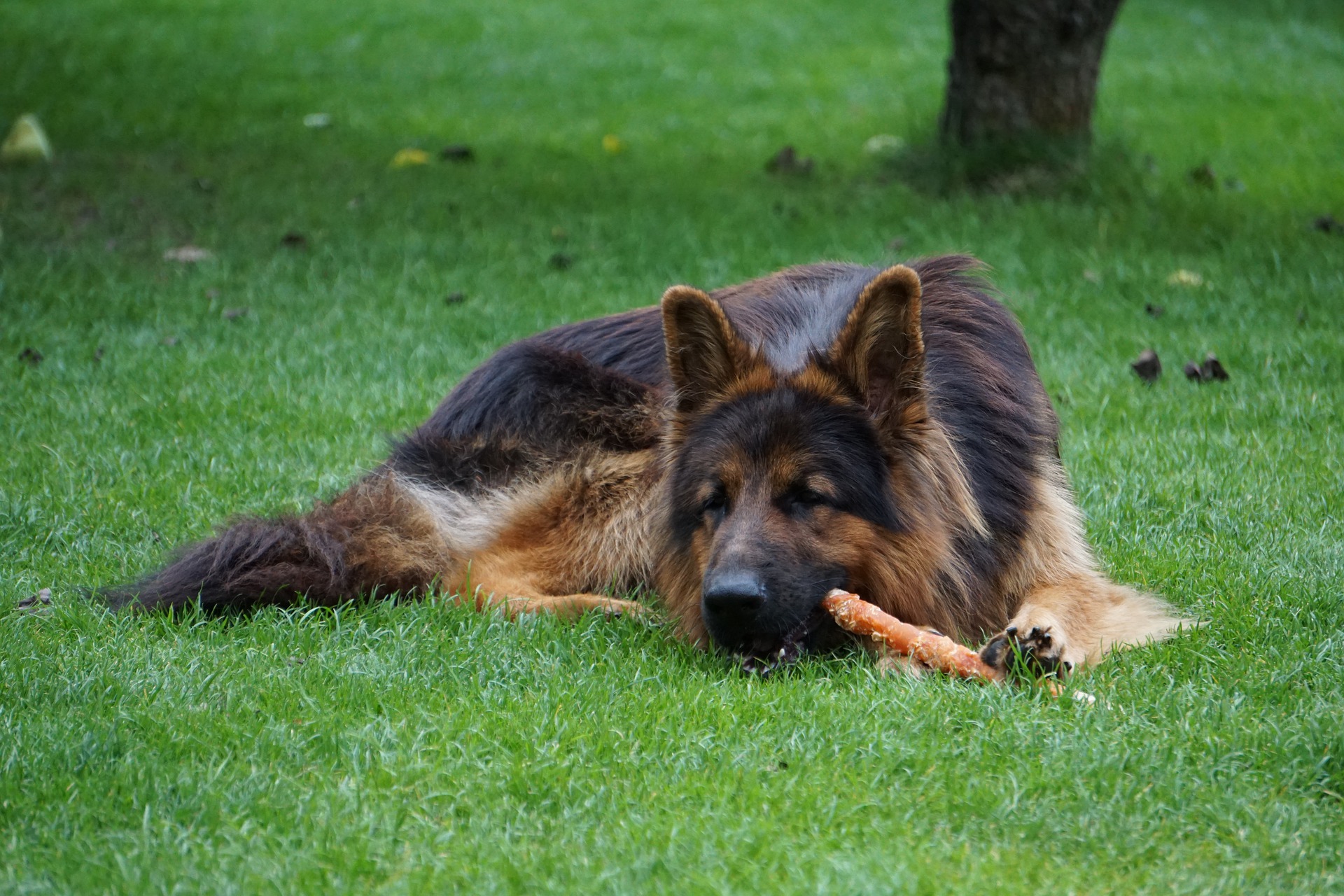 MASTICARE PER IL CANE