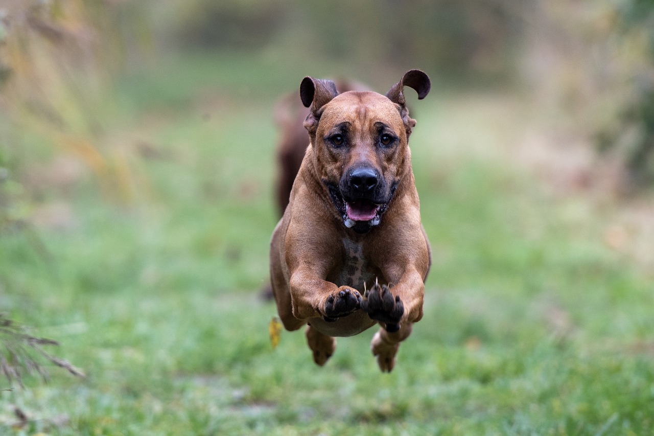 richiamo il cane