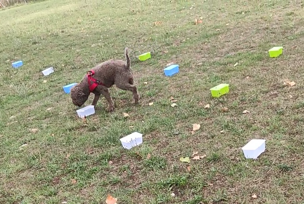 Greta, lagotto romagnolo