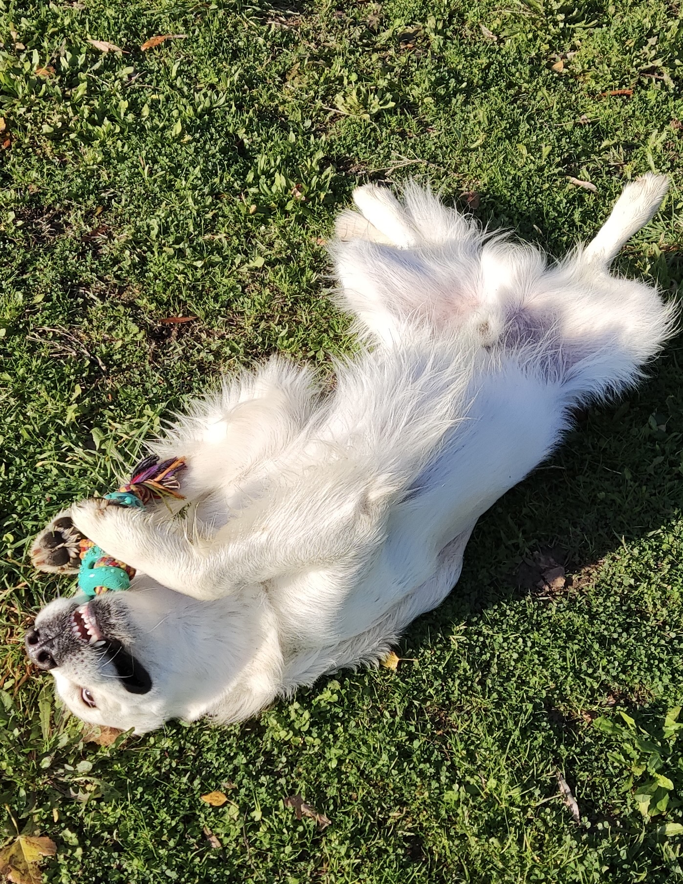 cane mangia tutto