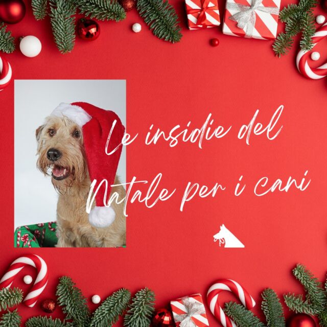 Il Natale è una delle feste più attese e coinvolgenti, ma attenzione perchè ci sono delle insidie per i nostri cani, vediamo insieme le tre più diffuse.

#educazionecinofila #canienatale #culturacinofila