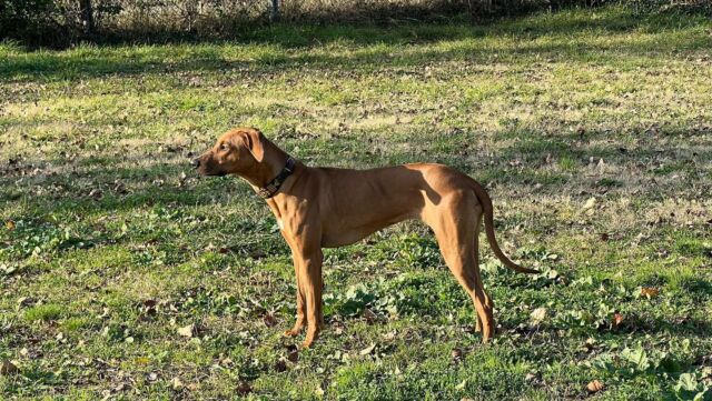 Wimby è una giovane Rodhesian Ridgeback di 8 mesi. Con lei stiamo lavorando sulla gestione della libertà con il focus su:
✅ condotta senza guinzaglio 
✅ richiamo
✅ comando di stop a distanza 
Questi per me sono i fondamentali, da lavorare benissimo in una gestione ottimale del cane.

Il lavoro in campo ci da modo di agire in piena sicurezza, gettando le basi per l’acquisizione rapida di capacità da parte del proprietario e del cane.

La sua proprietaria è molto brava e motivata, per cui i risultati non tardano ad arrivare 😊

#educazionecinofila #cinofiliaitaliana #sguinzagliamoci #culturacinofila