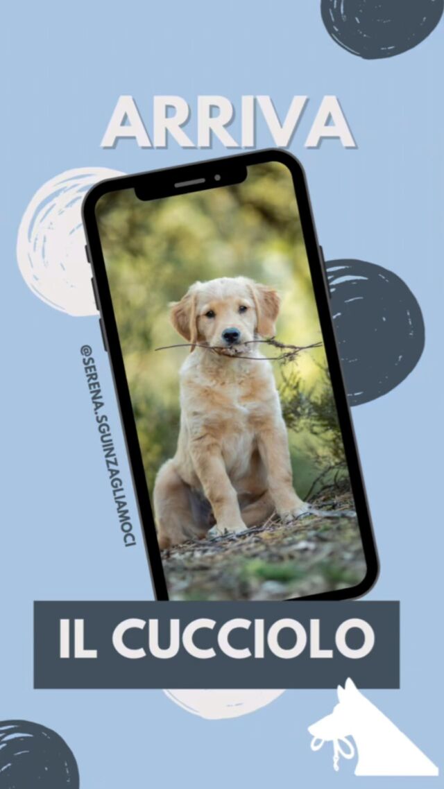 L’arrivo di un cucciolo in famiglia è sicuramente un momento di grande gioia, ma può rivelarsi piuttosto impegnativo.

3 consigli per i primissimi giorni a casa

#sguinzagliamoci #puppy #cucciolo #educazionecinofila #cinofiliaitaliana