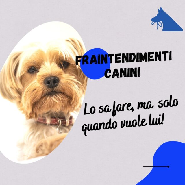 Ci sono tantissimi fraintendimenti canini, perchè siamo abituati a pensare con la testa da umani 😁

Questo è uno dei tanti.

So che lo hai detto almeno una volta!
Parliamone insieme nei commenti!

#cinofiliaitaliana #educazionecinofila #dogtrainer #educatorecinofilo #culturacinofila #addestramento #adderstramentocani