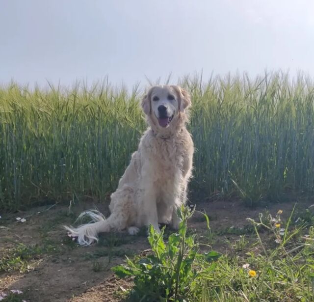 Oggi è la giornata internazionale del Golden Retriever!

Il golden retriever ha origini Scozzesi, è un cane selezionato per la caccia, ma soprattutto per il riporto della selvaggina da zone paludose.
Oggi purtroppo, ha quasi perso del tutto questa sua funzione, sebbene quando messo a fare "il suo lavoro" è sicuramente un cane più felice ed appagato.

Spesso, da occhi poco esperti, viene confuso col cugino labrador, e allora noi proprietari di golden sentiamo un brivido lungo la schiena 😂

Le sue doti di versatilità, docilità e adattabilità lo fanno essere un cane adatto alla famiglia e alla compagnia, oltre a svolgere altre mansioni di utilità (soccorso in mare, pet therapy, ecc.)

Sicuramente merita di essere festeggiato oggi e tutti gli altri giorni!

Felici conviventi di golden retriever, a me! Raccontatemi di voi, dei vostri cani, di cosa vi piace fare insieme ecc!
Vi aspetto sotto nei commenti 👇

#goldenretriever #goldenretrieverworld #goldenretrievers #goldenretrieverlover  #goldenretrieverlovers