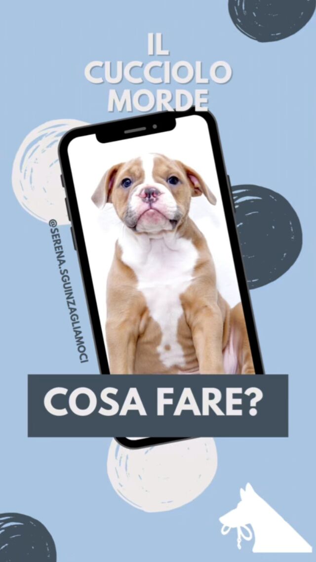 Il cucciolo morde, dobbiamo preoccuparci o è una cosa normale?

Vediamo cosa fare ✅

🐾Raccontami le tue esperienze nei commenti 

#educatorecinofilo #dogtips #educazionecinofila #addestratorecinofilo #addestramentocani #addestramento #canifelici #canieducati