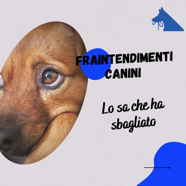 Quante volte sei tornato a casa ed hai trovato una pipì, una cosa rotta, ecc.
Hai guardato il tuo cane e lui/lei subito con aria affranta è corso nella sua cuccia.

 🤷‍♀️"Ecco, lo sa che ha sbagliato!"

🐶Ma è davvero così? I cani si rendono conto di aver sbagliato?

Raccontami le tue esperienze nei commenti, parliamone insieme 😊

#educazionecinofila #cinofiliaitaliana #addestramentocani #dogtrainer #culturacinofila #canifelici