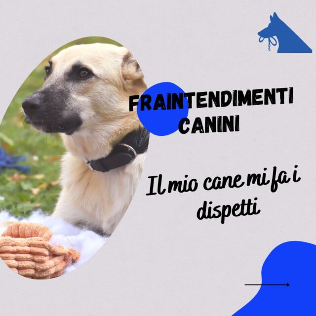 I cani fanno i dispetti?

Credo sia una delle frasi che fanno più rabbrividire gli educatori 😂

Tante persone però lo pensano, e me lo dicono.

Invece spesso quei comportamenti celano molto altro.

E voi? Avete mai pensato che i vostri cani vi facessero qualcosa per dispetto?
Raccontatemelo nei commenti, ne parliamo insieme trovando la giusta chiave di lettura!

#educazionecinofila #culturacinofila #cinofiliaitaliana #dogtrainer #dogtrainertips #canidispettosi #canifelici #canicompresi