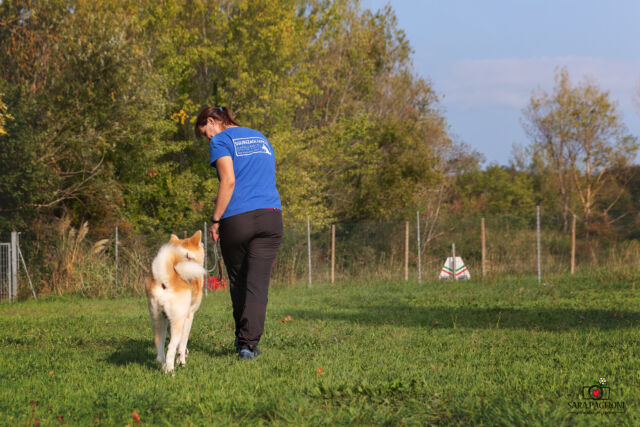 Quando si parla di gestione del cane al guinzaglio purtroppo tutto si traduce in “il mio cane tira” o “il mio cane non tira”; oppure “metto la pettorina o il collare”?

Questo è estremamente riduttivo! 

La gestione del cane al guinzaglio è fatta di tante sfumature, di comunicazione, di scoperta ed esplorazione del mondo insieme.

Certo, il cane che tira è più difficile da portare a spasso di uno che non tira, e questo a volte è proprio stressante, ma perché non capire in profondità le ragioni che fanno tirare quel determinato cane? Attraverso la profonda comprensione di instaura una corretta relazione e tutto arriverà di conseguenza.

Anche la scelta dello strumento sarà una conseguenza della conoscenza, quando incontro un proprietario ed il suo cane per la prima volta, molte volte mi viene chiesto: “ma secondo te devo mettergli la pettorina o il collare”, spesso la mia risposta è “non lo so, perché vi conosco troppo poco”. 
Ogni cane e ogni proprietario che affrontano un percorso sono un mondo a parte, non posso e non voglio standardizzarli, ma conoscerli e guidarli al meglio per loro.
Vuoi scoprire di più sul tuo cane? www.sguinzagliamoci.it