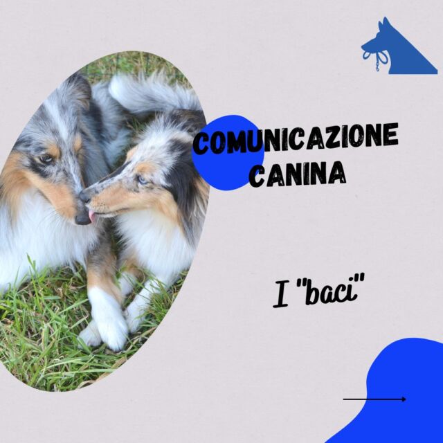 Nei cani il bacio, ossia leccare il muso o le labbra di un altro, hanno lo stesso significato del bacio tra persone?

In alcuni casi ha un significato molto simile, ma in altri è molto diverso.

Il vostro cane lo fa? In quali contesti?

Parliamone insieme nei commenti 

#educazionecinofila #canifelici #educatricecinofila #culturacinofila #comunicazionecanina